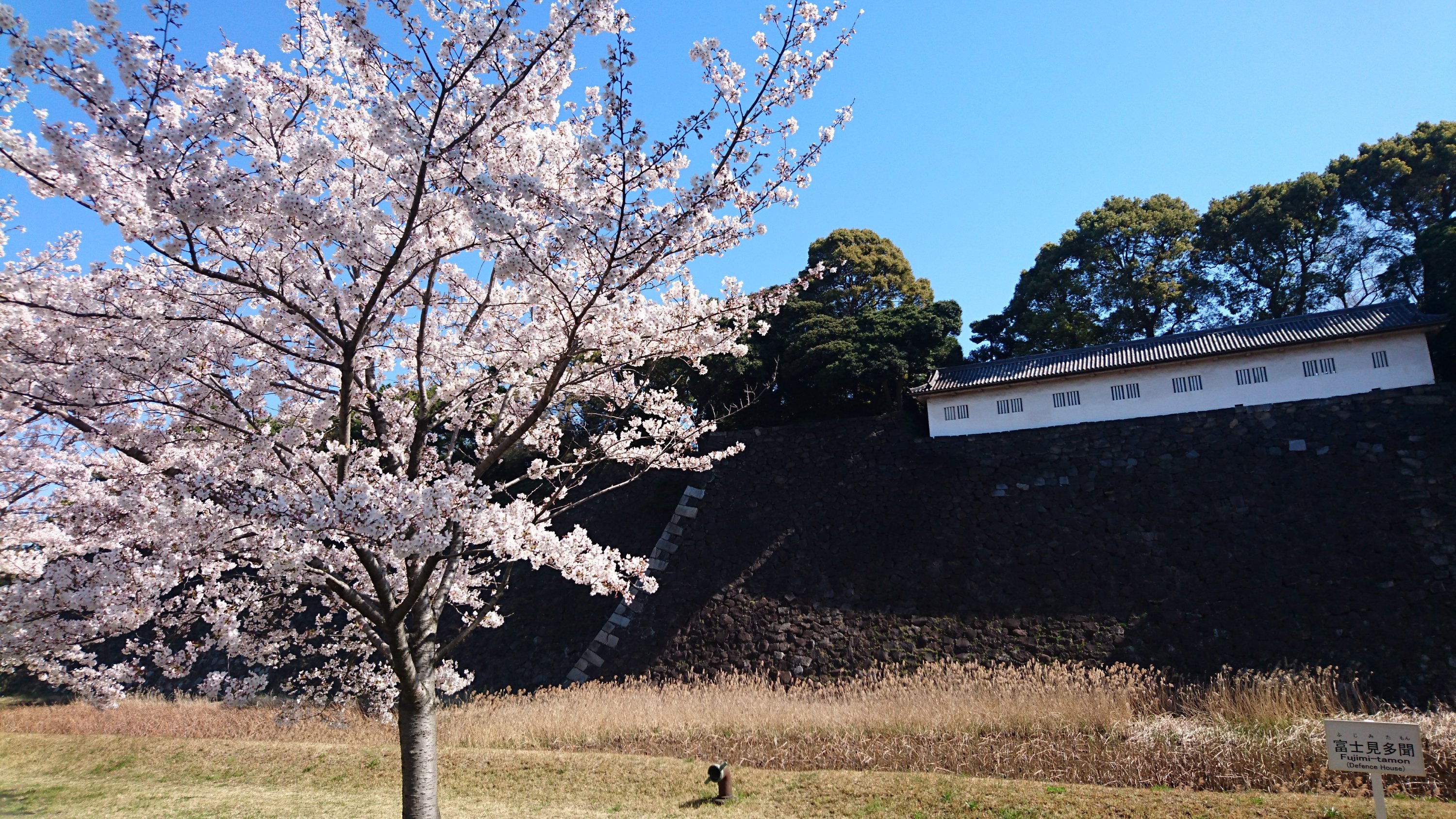 東京のお花見 皇居乾通り一般公開の桜 皇居 ミッチーの王子と呼ばないで