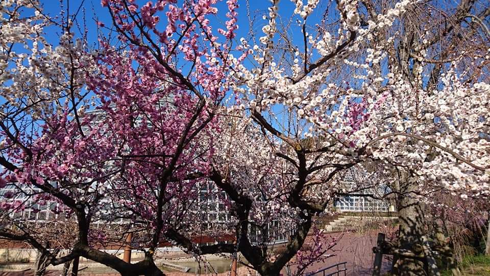 東谷山フルーツパーク 梅の花見 名古屋市守山区 ミッチーの王子と呼ばないで