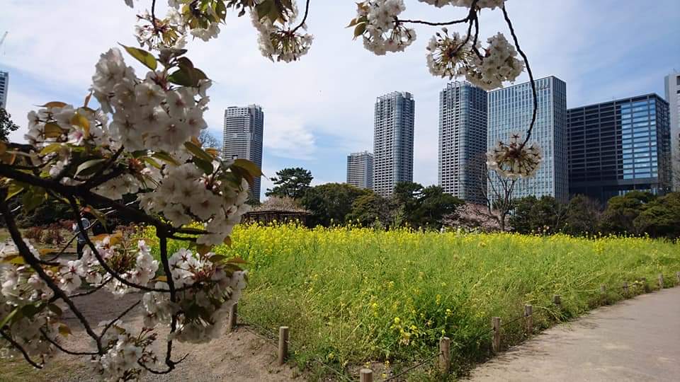 浜離宮恩賜庭園 桜と菜の花と桃のお花見 東京 汐留 ミッチーの王子と呼ばないで